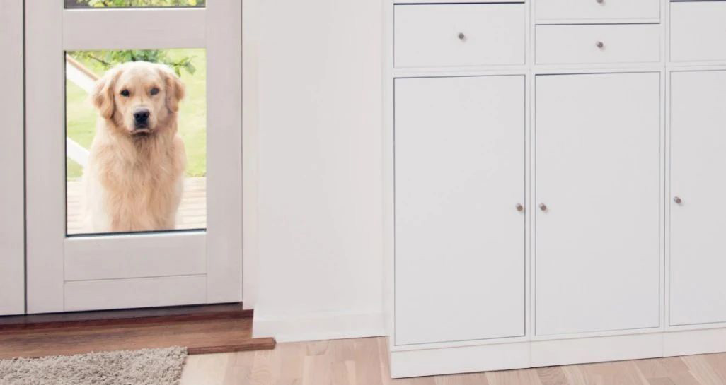 你快回來了嗎？我蹲在門口等你！